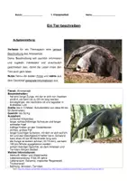 Vorschau - Klassenarbeiten - Klassenarbeit Tierbeschreibung: Ameisenbär mit Erwartungshorizont - Seite 3