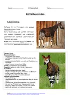 Vorschau - Klassenarbeiten - Klassenarbeit Tierbeschreibung: Okapi mit Erwartungshorizont - Seite 3