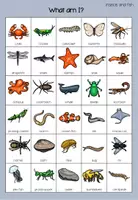 Vorschau - Spiele - Game What am I insects - Seite 2
