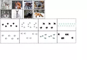 Vorschau - Arbeitsblätter - Arbeitsheft Tiere im Winter Vorschule 1. Klasse - Seite 3