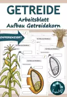 Vorschau - Arbeitsblätter - Getreide: Differenziertes Arbeitsblatt Aufbau Getreidekorn - Deckblatt