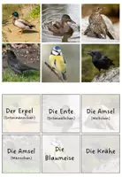 Vorschau - Spiele - Merkspiel "Heimische Vögel" - Seite 2