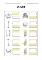 Vorschau - Arbeitsblätter - Skelett-Quiz: 2 Arbeitsblätter zu Skelettteilen für die 4. Klasse (DaZ/DaF) - Seite 3