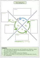 Vorschau - Arbeitsblätter - Gruppenpuzzle zum Zellzyklus - Seite 3