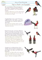 Vorschau - Aufgabenkarten - Yoga zu Wintervögeln Zugvögel Standvögel - Seite 1