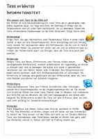 Vorschau - Arbeitsblätter - Tiere im Winter - Sachunterricht - ab Klasse 1 - Seite 2