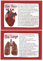 Vorschau - Stationenlernen - Organe Wissenskartei - Texte & Informationen zu den Organen - Seite 2