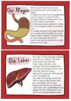 Vorschau - Stationenlernen - Organe Wissenskartei - Texte & Informationen zu den Organen - Seite 3