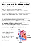 Vorschau - Unterrichtsreihen - Herz, Blut und Herzkreislauf Paket - Seite 2