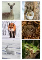 Vorschau - Stationenlernen - Tiere im Winter - einfache Wissenskarten - Seite 1