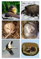 Vorschau - Stationenlernen - Tiere im Winter - einfache Wissenskarten - Seite 3