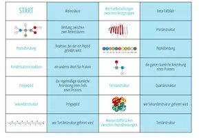 Vorschau - Spiele - Proteine und Proteinstruktur - Domino Spiel (Abitur) - Seite 3