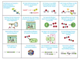Vorschau - Spiele - Fotosynthese: Lichtabhängige Reaktion und Calvin-Zyklus - Zuordnungsaktivität (Abitur) - Seite 2