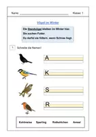 Vorschau - Arbeitsblätter - Vögel im Winter: Zug- und Standvögel - Seite 3