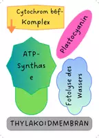 Vorschau - Poster - Lichtreaktion der Fotosynthese - Tafebild, Lösung und Informationstext - Seite 3