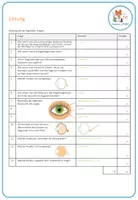Vorschau - Test - das Auge - Lernkontrolle - Seite 2