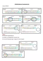 Vorschau - Bildkarten - Transkription Biologie Bio Sek I Genetik Bildkarten - Seite 3