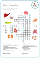 Vorschau - Spiele - Organe - Kreuzworträtsel - Seite 1