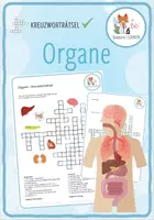 Vorschau - Spiele - Organe - Kreuzworträtsel - Deckblatt