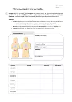 Vorschau - Arbeitsblätter - Hormone: Steckbriefe erstellen (inkl. Infotexte) - Gruppenpuzzle - Seite 2