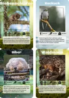 Vorschau - Spiele - 24 Lernkarten mit Fakten über die Tiere Mitteleuropas - Seite 1