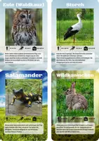 Vorschau - Spiele - 24 Lernkarten mit Fakten über die Tiere Mitteleuropas - Seite 2