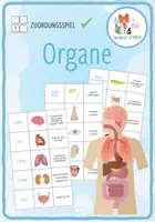 Vorschau - Spiele - Organe – Zuordnungsaktivität / Paare Finden Spiel - Deckblatt
