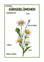Vorschau - Arbeitsblätter - Steckbrief mit Beschriftungen Gänseblümchen Pflanzenkunde | Grundschule und Sekundarstufe 1 | Klasse 3 bis 7 - Seite 2