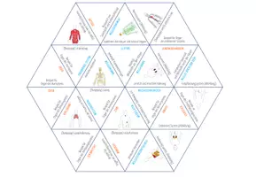 Vorschau - Spiele - Organsysteme des menschlichen Körpers – Dreieck Domino Spiel - Seite 1