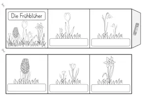 Vorschau - Arbeitsblätter - Frühblüher Leporello (Kl. 1/2) - Seite 2