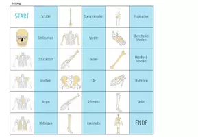 Vorschau - Spiele - Knochen und Skelett - Domino Spiel - Seite 3