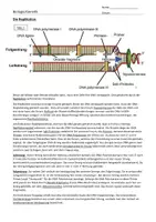 Vorschau - Arbeitsblätter - DNA Replikation aus Text zu Bildern hinzufügen - Seite 1