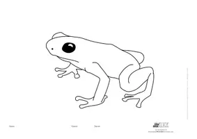 Vorschau - Mal- und Bastelvorlagen - Pfeilgift-Frosch Ausmalbild 2-fach differenziert - Seite 3