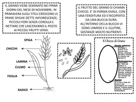 anteprima - Schede informative - MINI Flip Book pane - Pagina 2
