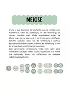 Vorschau - Arbeitsblätter - Meiose - Erarbeitung mit Lesezirkel - Seite 2