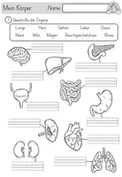 Vorschau - Unterrichtsreihen - Körper - Skelett & Organe - große Lernwerkstatt - Seite 3