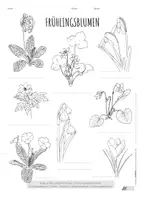 Vorschau - Arbeitsblätter - Frühlingbotenblumen-Paket: Schneeglöckchen, Primel & Co 2.-5. Klasse - Seite 1