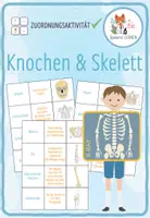Vorschau - Spiele - Knochen und Skelett - Zuordnungsspiel / Paare Finden Spiel - Deckblatt