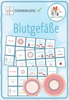 Vorschau - Spiele - Blutgefäße: Arterien, Venen, Kapillaren - Sortieraktivität - Deckblatt