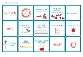 Vorschau - Spiele - Blutgefäße: Arterien, Venen, Kapillaren - Sortieraktivität - Seite 1