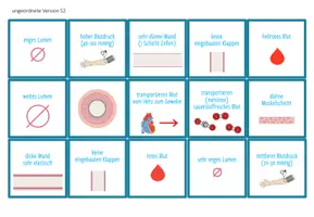 Vorschau - Spiele - Blutgefäße: Arterien, Venen, Kapillaren - Sortieraktivität - Seite 2