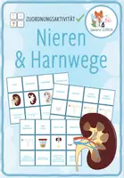 Vorschau - Spiele - Nieren & Harnwege – Zuordnungsaktivität / Paare Finden Spiel - Deckblatt