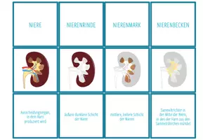 Vorschau - Spiele - Nieren & Harnwege – Zuordnungsaktivität / Paare Finden Spiel - Seite 2