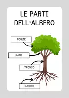 anteprima - Schede informative - Schede didattiche sugli alberi classe prima e seconda - Pagina 3