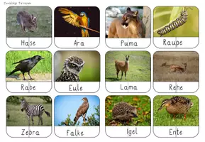 Vorschau - Spiele - Lautgetreues Lesen - mit Tiernamen - Seite 2