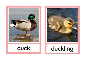 Vorschau - Spiele - Animals Material Packet - Seite 3