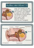 Vorschau - Merkblätter - Wissenskartei Ohr / Hörsinn + als HÖRTEXTE, Lesetexte, Wissenshäppchen und Infos - Seite 3