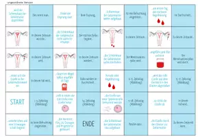 Vorschau - Spiele - Menstruationszyklus - Domino Spiel - Seite 3