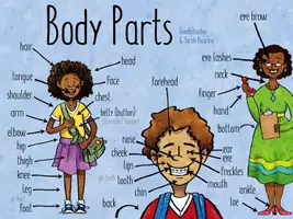 Vorschau - Fördermaterial/Inklusion - Body Parts - Poster und Flashcards - Seite 1