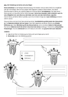 Vorschau - Stundenentwürfe - Karies, Zahnhygiene und anfallende Kosten. - Seite 2